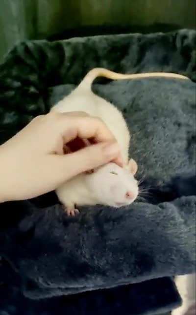 I think the new ratty tickle tower gets Bagel's full approval too... 🥺
