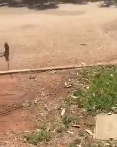 Excuse me, my lizzard people need me!