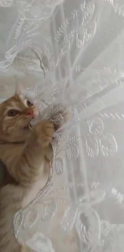 perde yiyen kedi atmak istedim