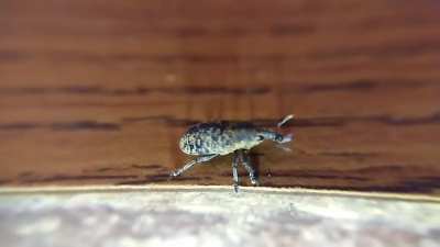 Old slow motion weevil footage