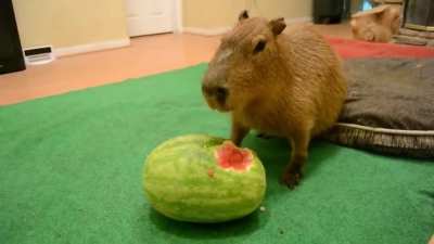 Carpincho comiendo sandía con Chayanne de fondo