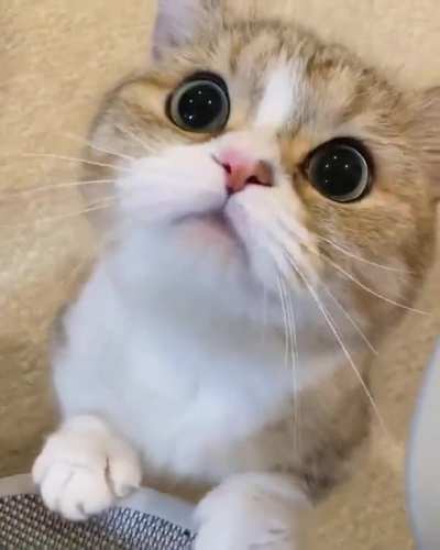 Adorable cutie