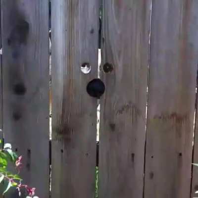 Catching the neighborhood "peeping tom" in action.