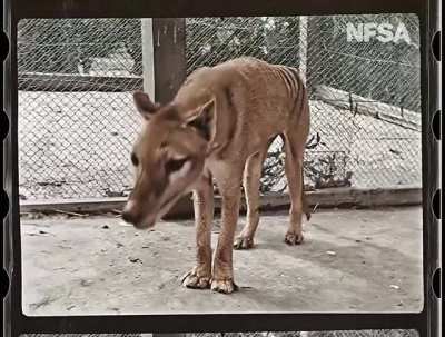 Colorized Footage of Thylacine in Zoo