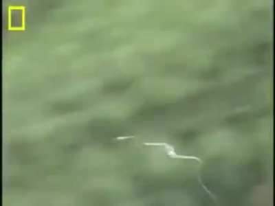 This is how flying snakes glide and manoeuvre in the air.