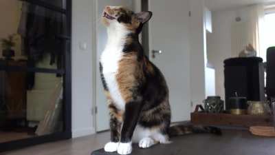 Yelly cat, yelly cat, why aren't they feeding you ?