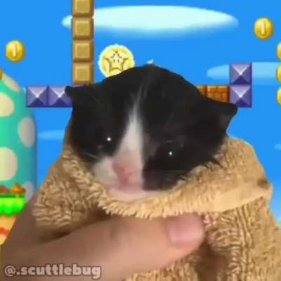 Pa pa