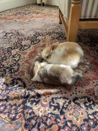 My baby buns! They&rsquo;re 2 months old and their ears are still upright and huge.
