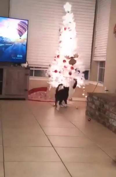 “Fuck yo tree”