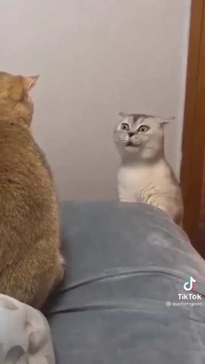 Meow