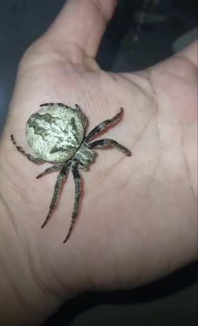 Your friendly giant, Araneus Ventricosus