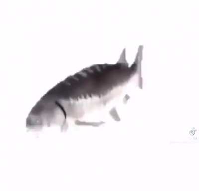 Silly ahh fish