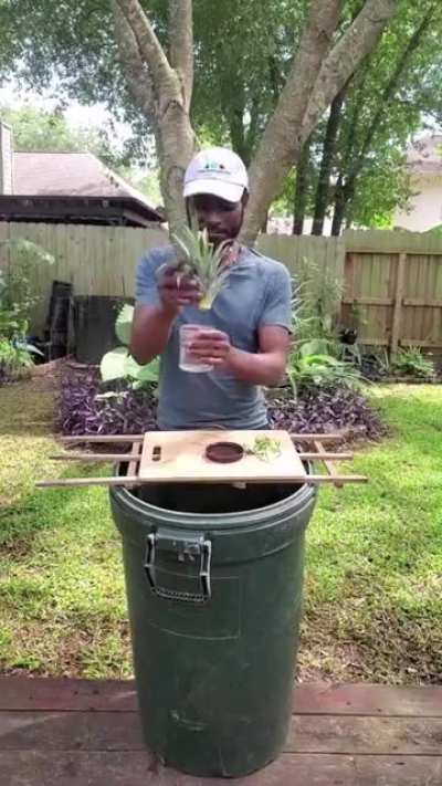 How to propagate pineapple!
