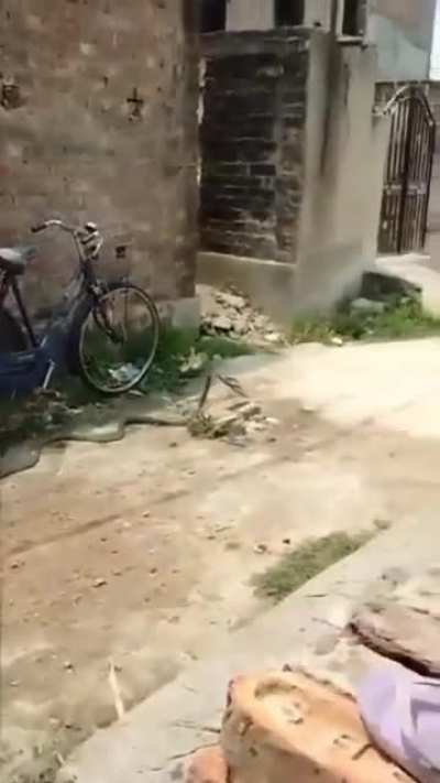 Throwing flip flops at snake (Not what you expect)