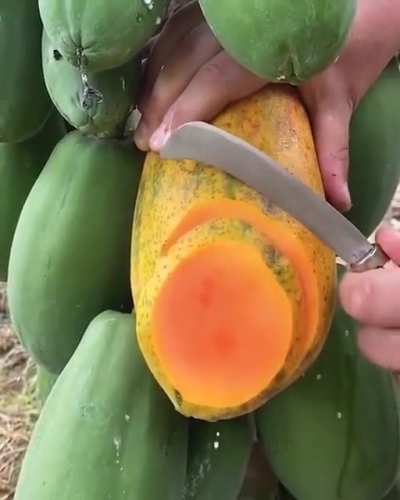 Just don't
