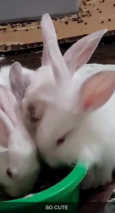 Baby bunnies