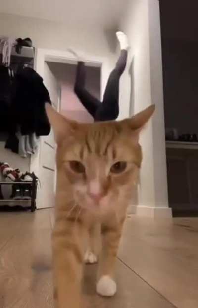 Cat is so confused lmfao