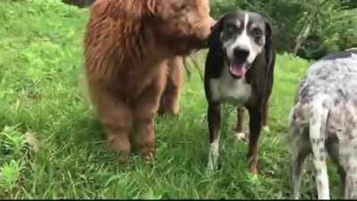 I'll massage your ear