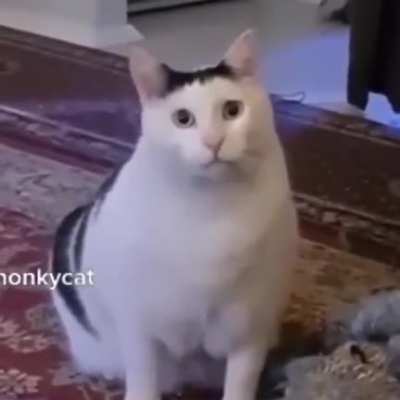 Blursed_cat