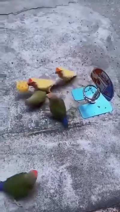 Couple of ballin mini-bros
