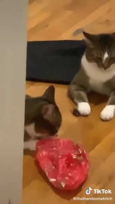 Why are they holding hands 😭