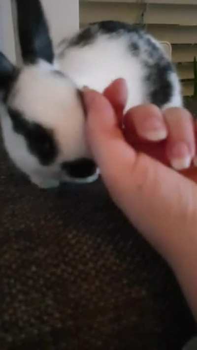 Got this little cutie named blippi like 6 days ago. I love him so much 😍