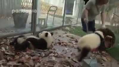 The struggle of a panda zookeeper