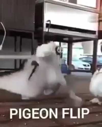 Pruu flip