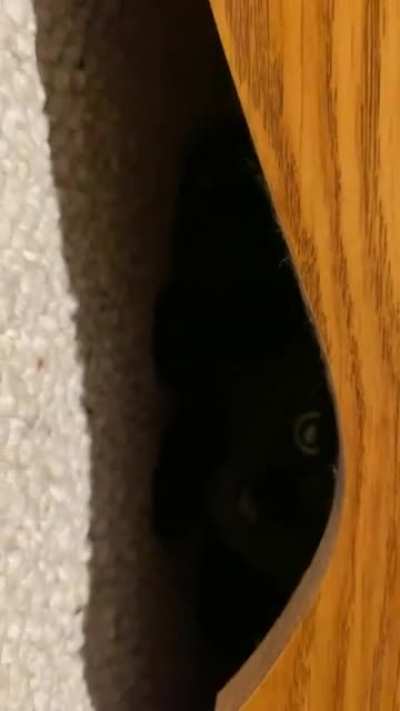 FYI, the password is NOT, &ldquo;catnip.&rdquo;