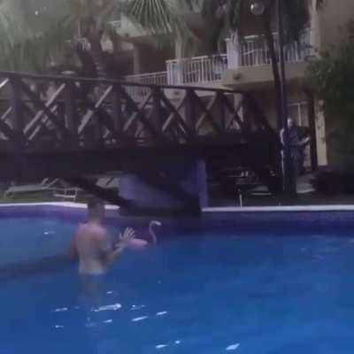 Flamingo: Nothing to see here