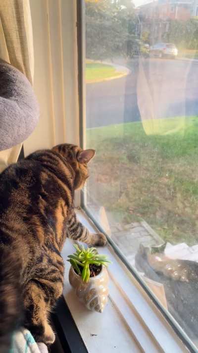 This is Shark Jones. Tell me I&rsquo;m not the only one who has a cat who HATES cats!