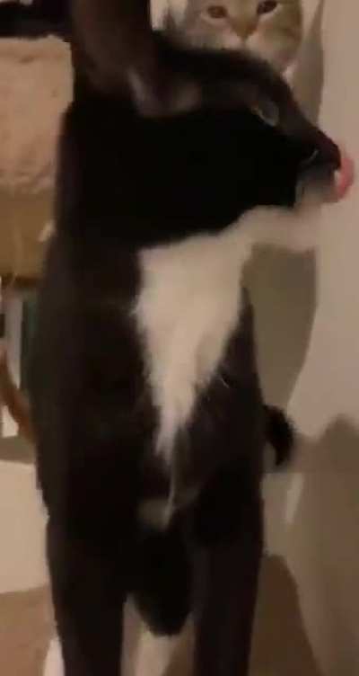 Bonk