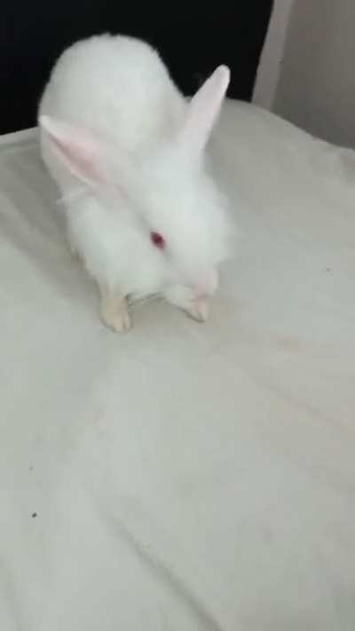 My Little Great Rabbit