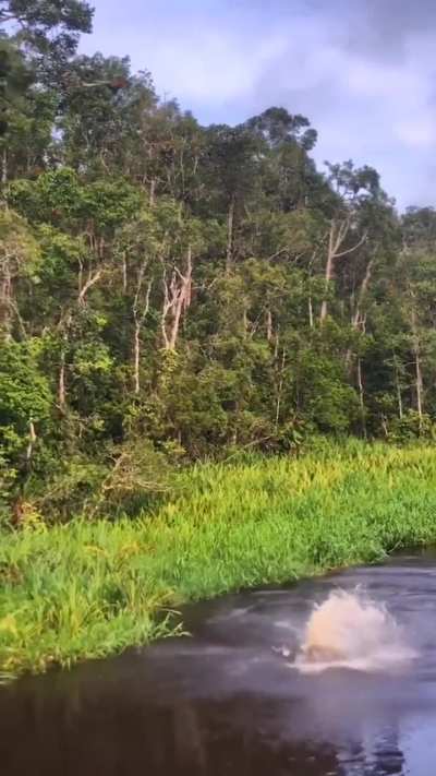 Monke jumpu