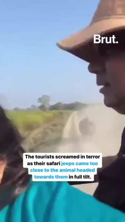 A rhino chased a group of tourists in Kaziranga National Park, India