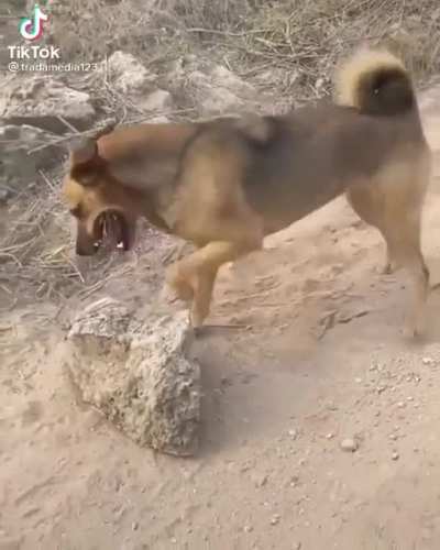 &ldquo;Die die you dumb rock!&rdquo;