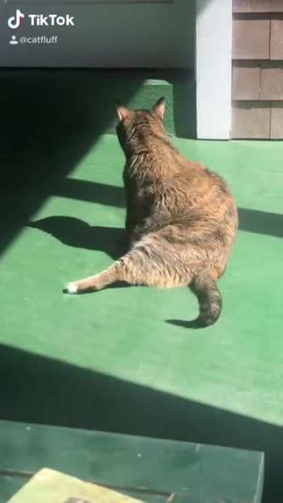 CAT LEG TIKTOK