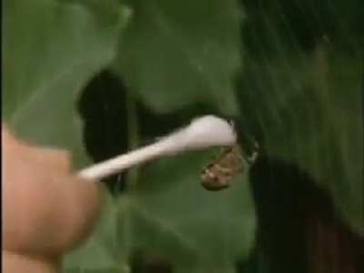 Very interesting how drugs effects spiders!!