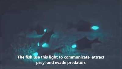 Flashlight fish lighting up the ocean floor