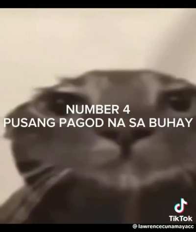 Top 10 pusa&eth;&yen;&para;&eth;&plusmn;&eth;&plusmn;
