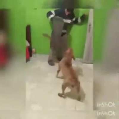 Perro Machete