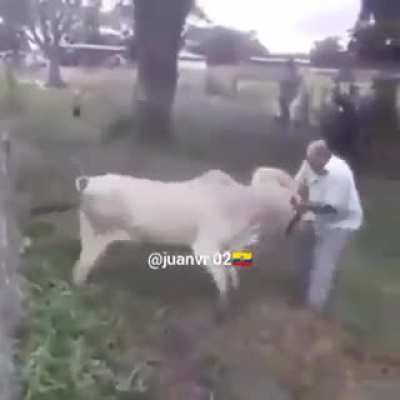 La vaca