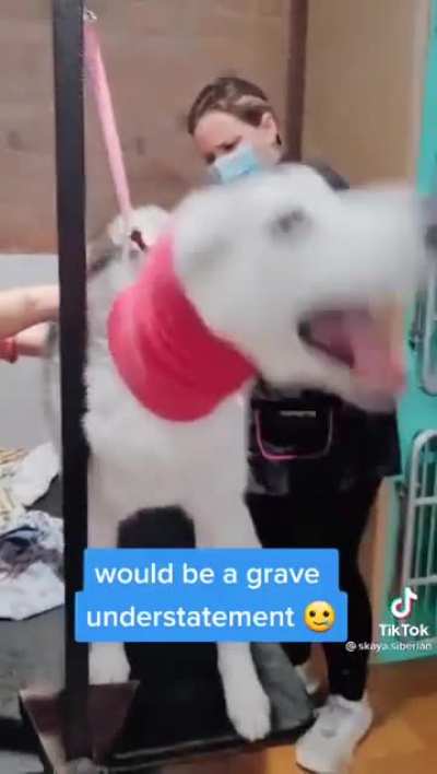 Very dramatic girl at the groomer, (she&rsquo;s fine, just spoiled)