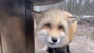 Boop the 🦊