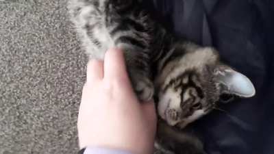 Small Kitty is actually a boy!