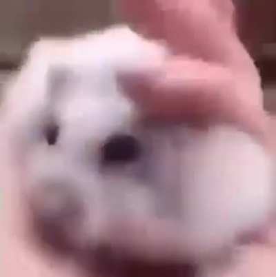 🐁 🫲