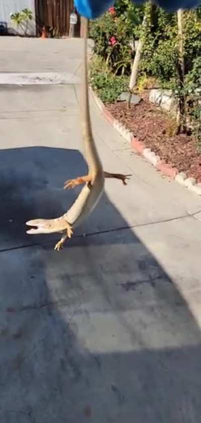 What could go wrong with holding a sir by his tail