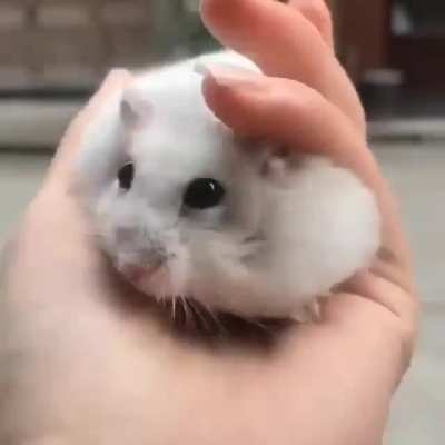 Cookie dough