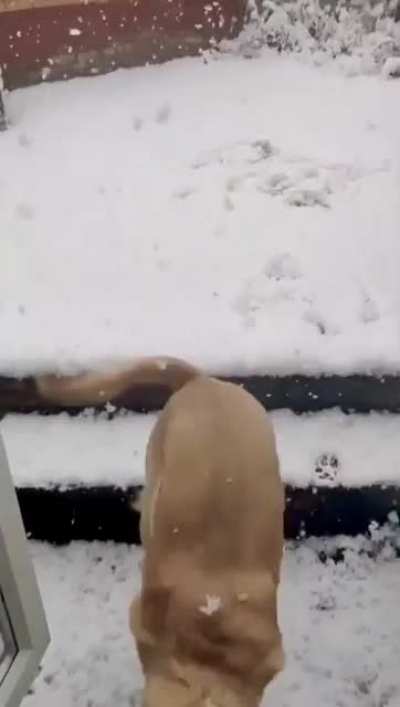 That&rsquo;s a big NOPE for the doggo
