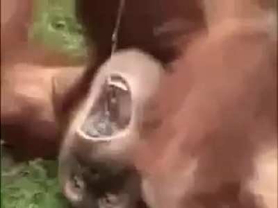 Monkey Pee